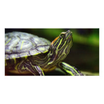 Tortoise Close Up Personalized Photo Card