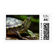 Tortoise Close Up Postage Stamps