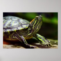 Tortoise Close Up Print