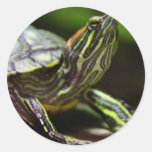 Tortoise Close Up Stickers