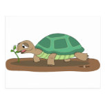 Tortoise eating postcards