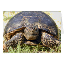Tortoise Greeting Card cards