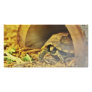 Tortoise hiding in shell 2 photo card template