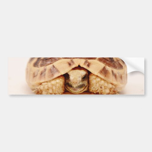 Tortoise hiding in shell bumper stickers