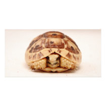 Tortoise hiding in shell customized photo card