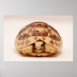 Tortoise hiding in shell poster