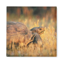 Tortoise in Grass Refrigerator Magnets