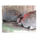 Tortoise - Print by sarahl1225 Tortoise - Print