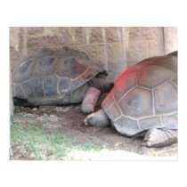Tortoise - Print
