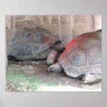 Tortoise - Print