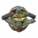 Tortoise Round Ornament photo sculptures