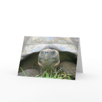 Tortoise, Santa Cruz Island, Galapagos cards