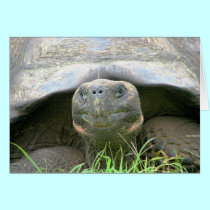 Tortoise, Santa Cruz Island, Galapagos cards