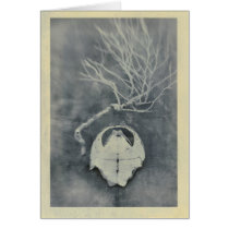 Tortoise Shell & Bush Skeleton cards by DevaRay Tortoise Shell & Bush Skeleton cards