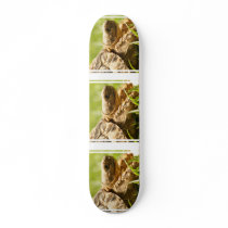 Tortoise Skateboard