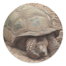 Tortoise Sticker