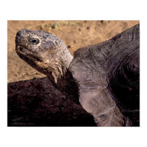Tortoise watercolor poster posters