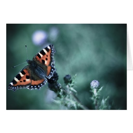 Tortoiseshell Butterfly Card