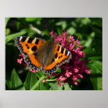 Tortoiseshell Butterfly Print