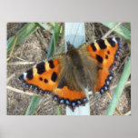 Tortoiseshell Butterfly Print