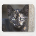 Tortoiseshell Kitten mousepads