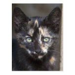 Tortoiseshell Kitten Postcard
