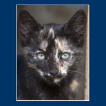 Tortoiseshell Kitten postcards