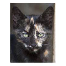 Tortoiseshell Kitten Postcard