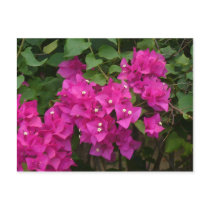 Tortola Flowers Postcard