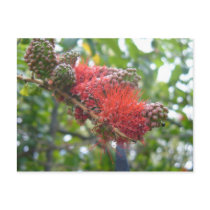 Tortola Flowers postcards