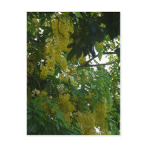 Tortola Flowers postcards