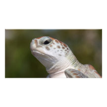 Tortuga de mar verde tarjeta personal