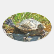 Tortuga divertida - pegatina