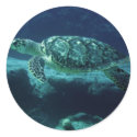 Tortuga stickers by rudcpr Tortuga stickers
