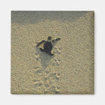 Tortuga verde, (mydas del Chelonia), hatchling Iman Para Frigorífico