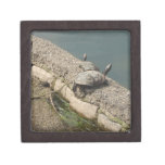 Tortugas Caja De Recuerdo De Calidad