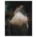 'Totem Hawk' flyers