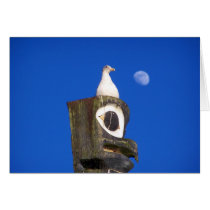 Totem Moon cards