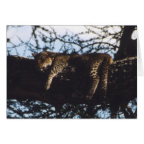 Toto Chui (Baby Leopard) cards by HLBeach Toto Chui (Baby Leopard) cards