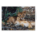 Toto Simbas (Baby Lions) cards