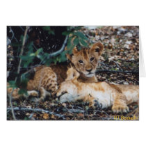 Toto Simbas (Baby Lions) cards by HLBeach Toto Simbas (Baby Lions) cards
