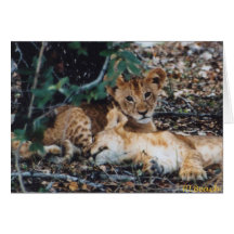 Toto Simbas (Baby Lions) Greeting Cards