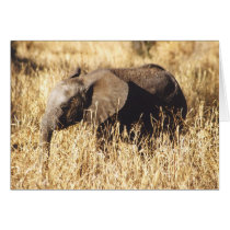 Toto Tembo (Baby Elephant) Greeting Cards