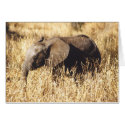 Toto Tembo (Baby Elephant) cards by HLBeach Toto Tembo (Baby Elephant) cards