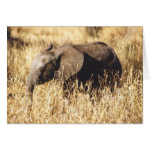 Toto Tembo (Baby Elephant) Greeting Cards