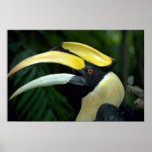 Toucan, Bird Park, Jurong, Singapore posters