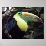 Toucan Bird Poster posters