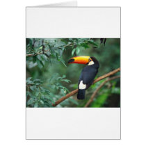 Toucan Card