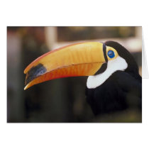 Toucan Greeting Cards