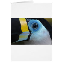 Toucan Cards
